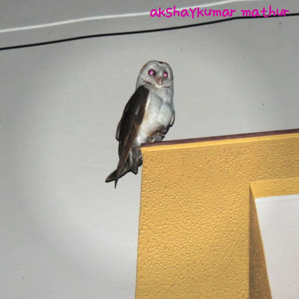 Barn Owl