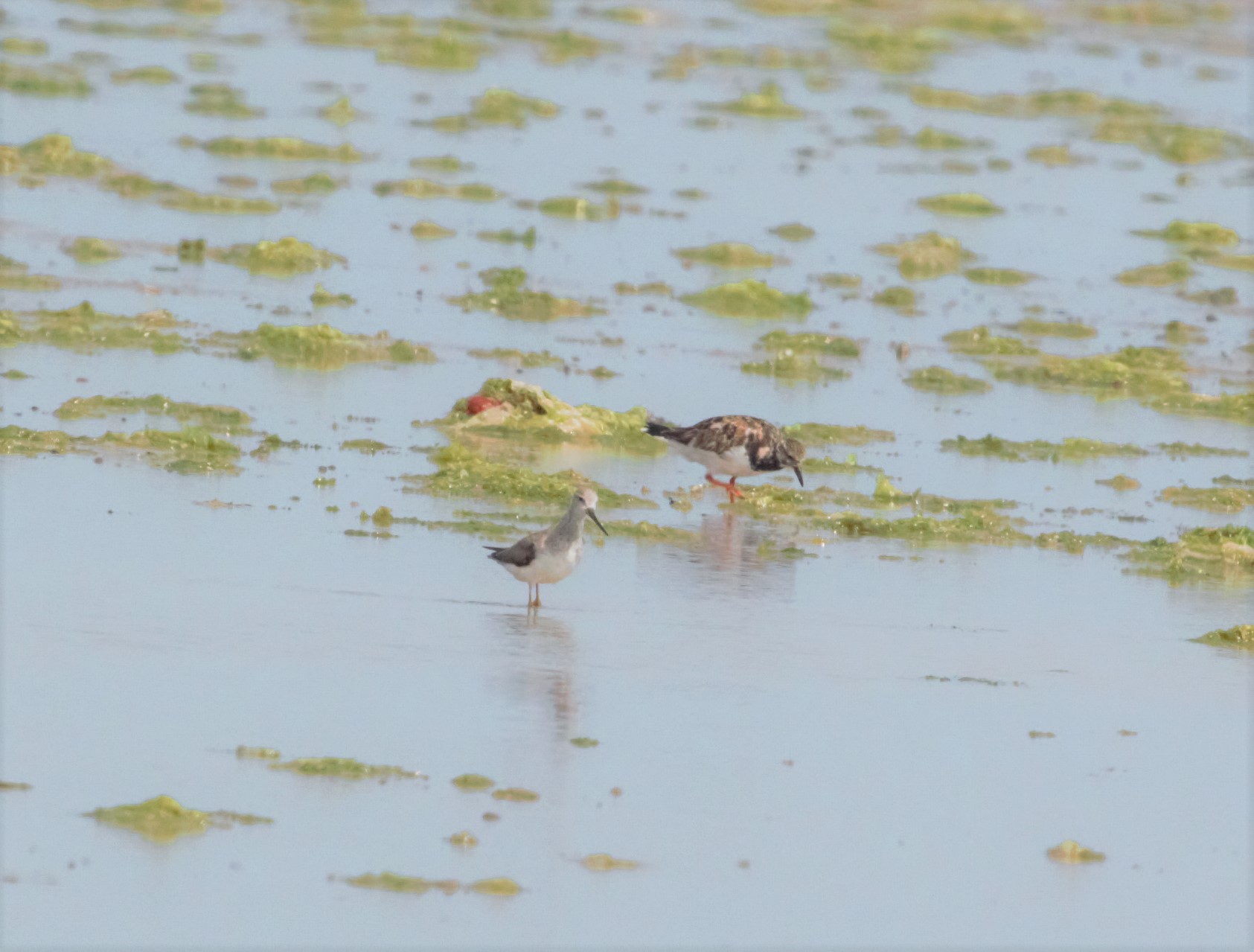 Ruddy Turnstone