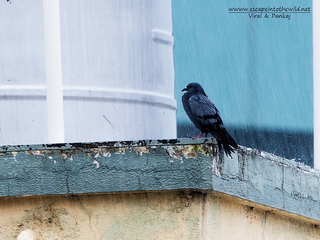 Rock Pigeon