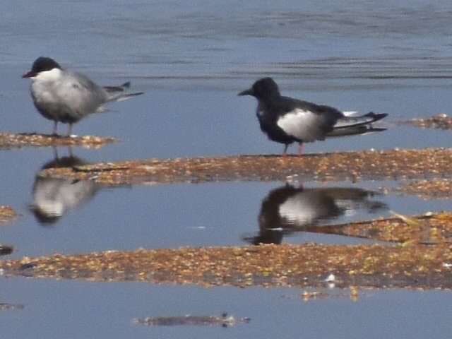 White-winged Tern 