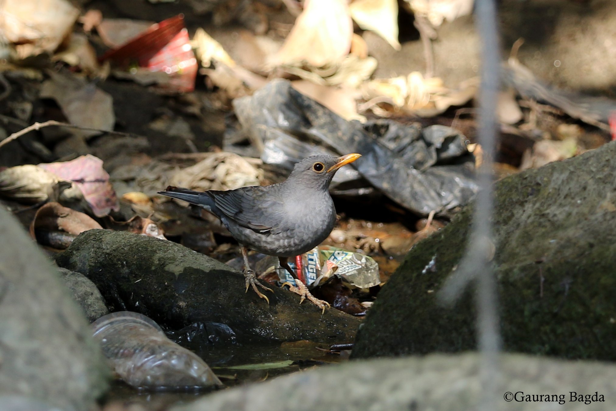 Tickell's Thrush 