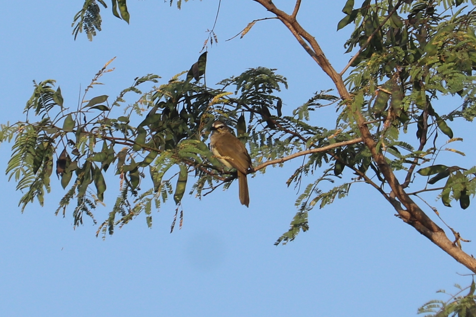 White-browed Bulbul