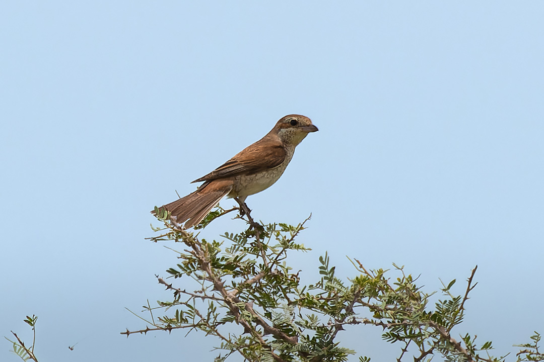 Red-tailed Shrike