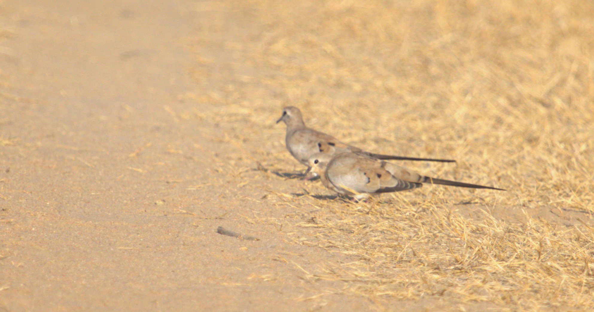 Namaqua Dove