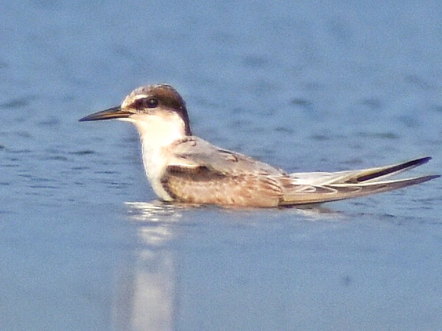 Little Tern