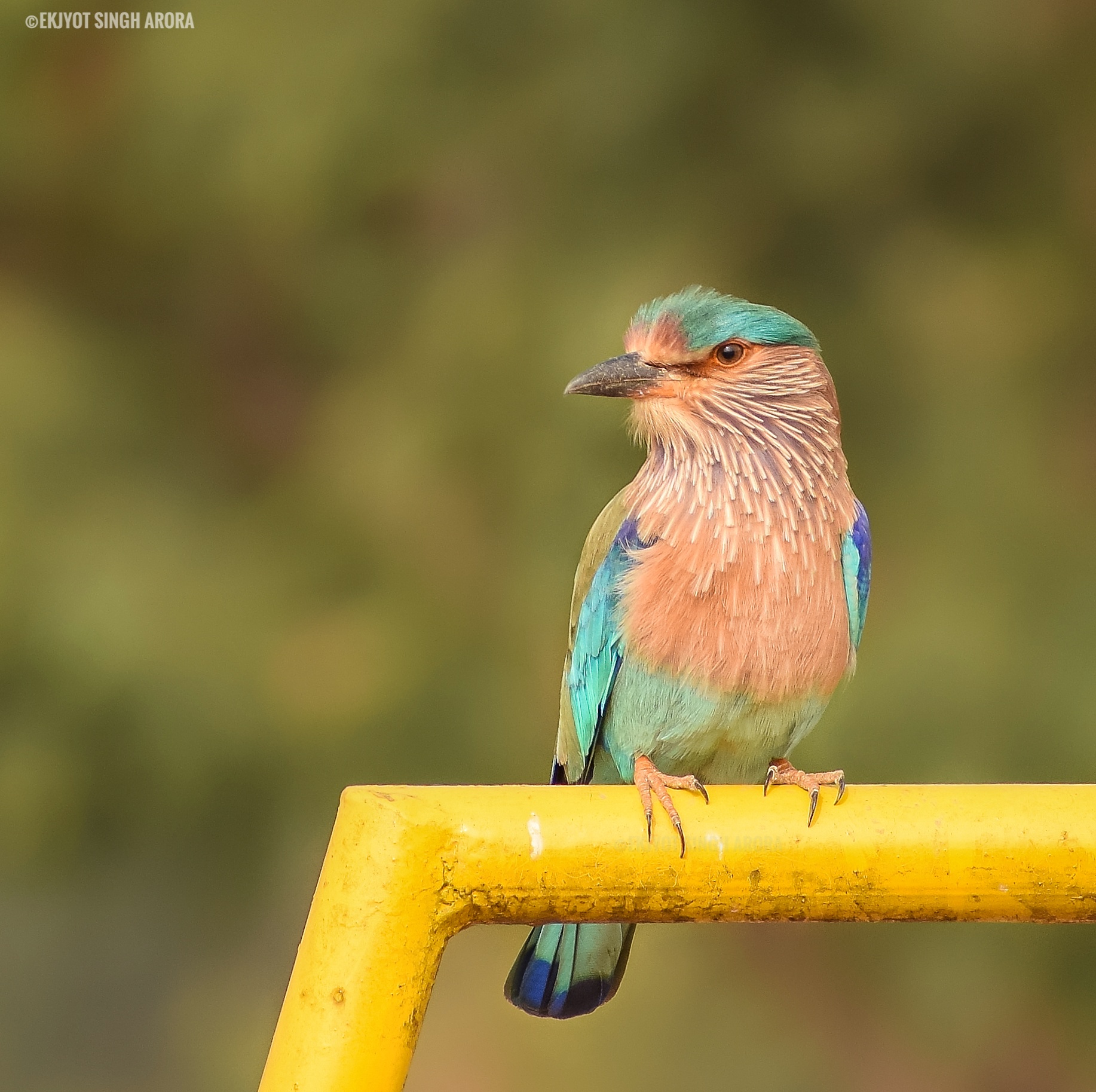 Indian Roller