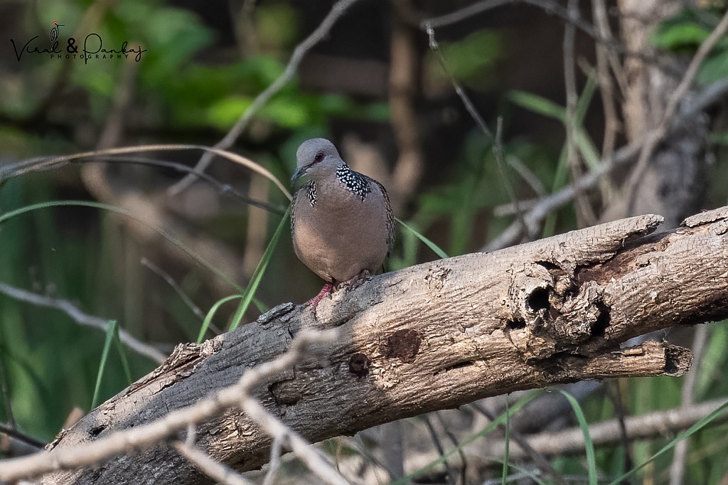 Spotted Dove