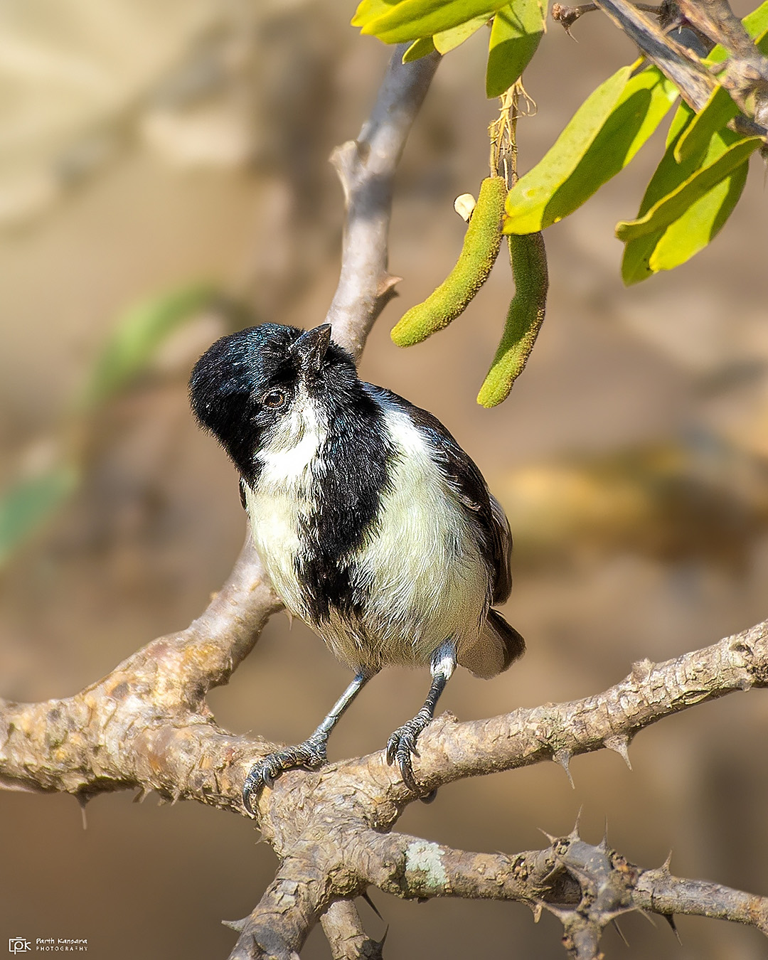 White-naped Tit