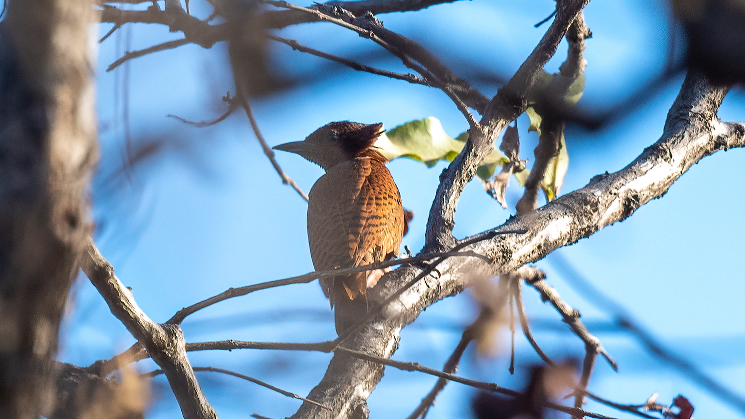 Rufous Woodpecker