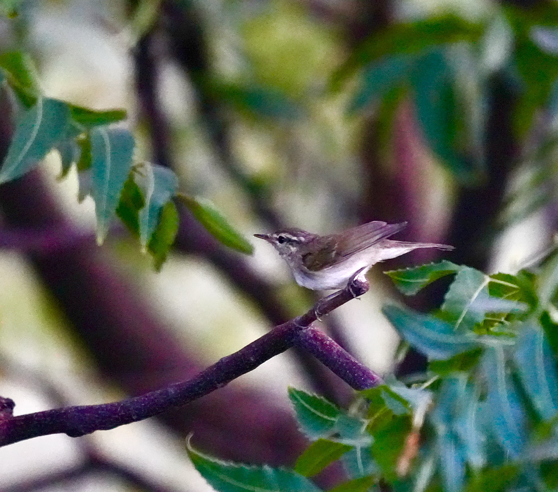 Large-billed Leaf Warbler 