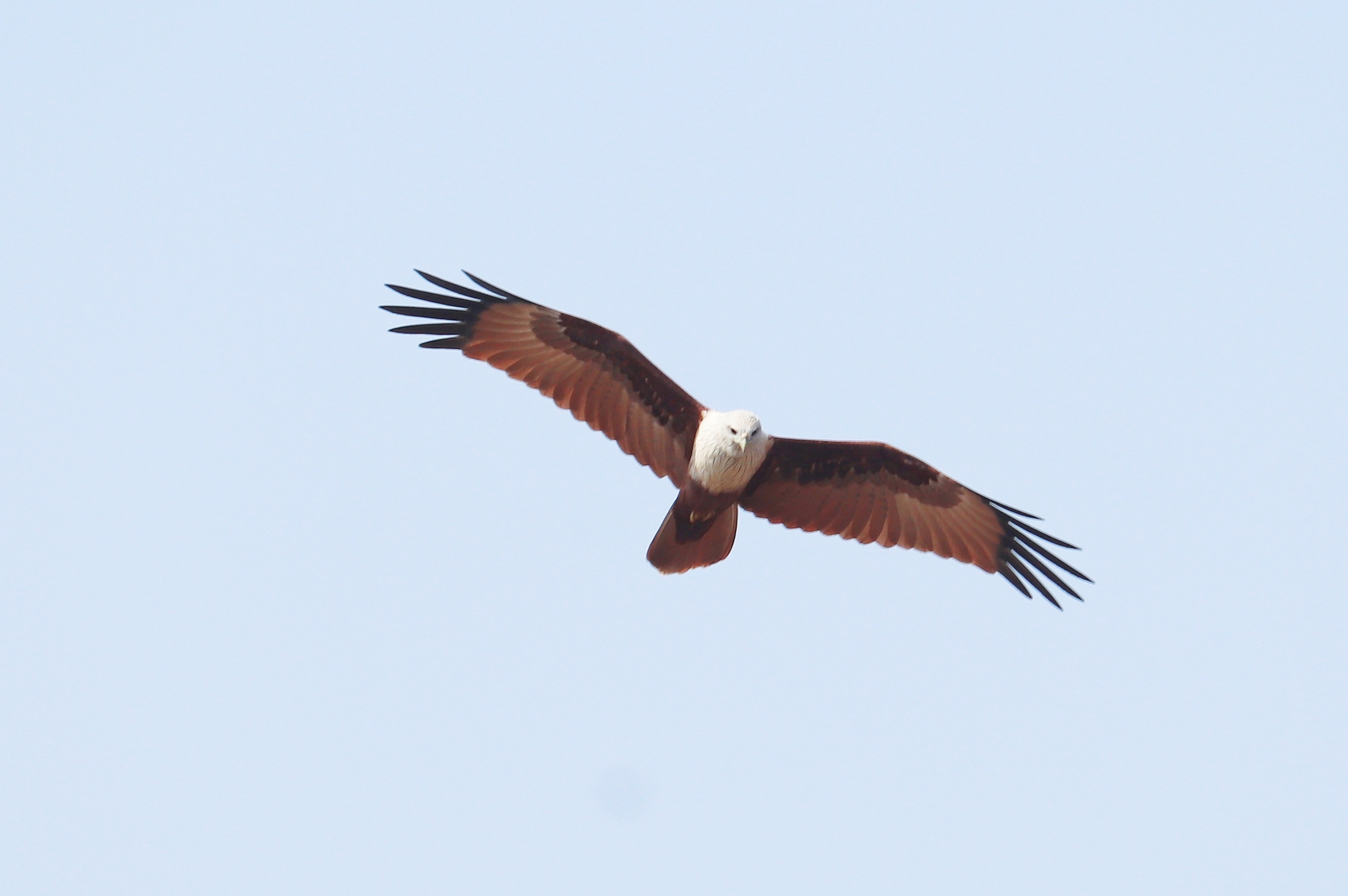 Brahminy Kite