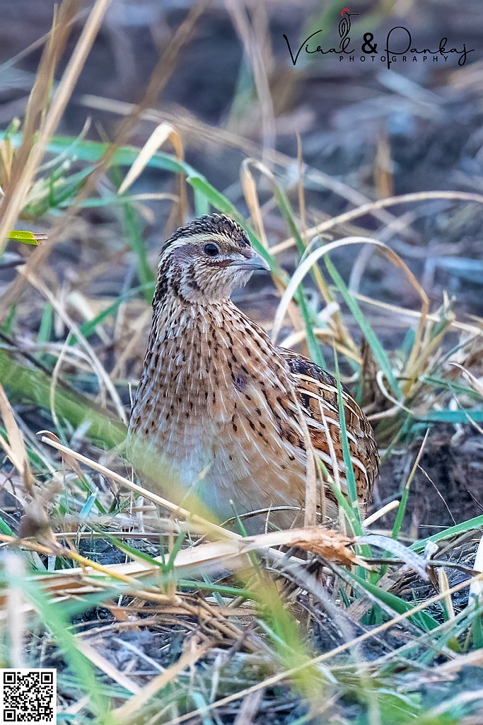 Common Quail
