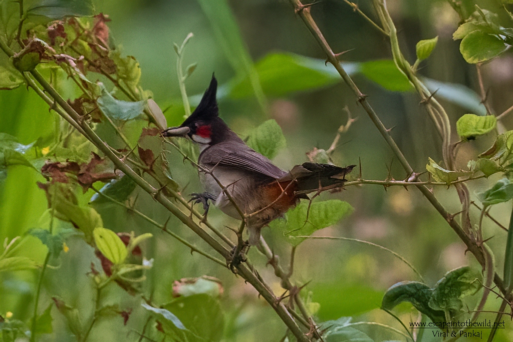 Red-whiskered Bulbul