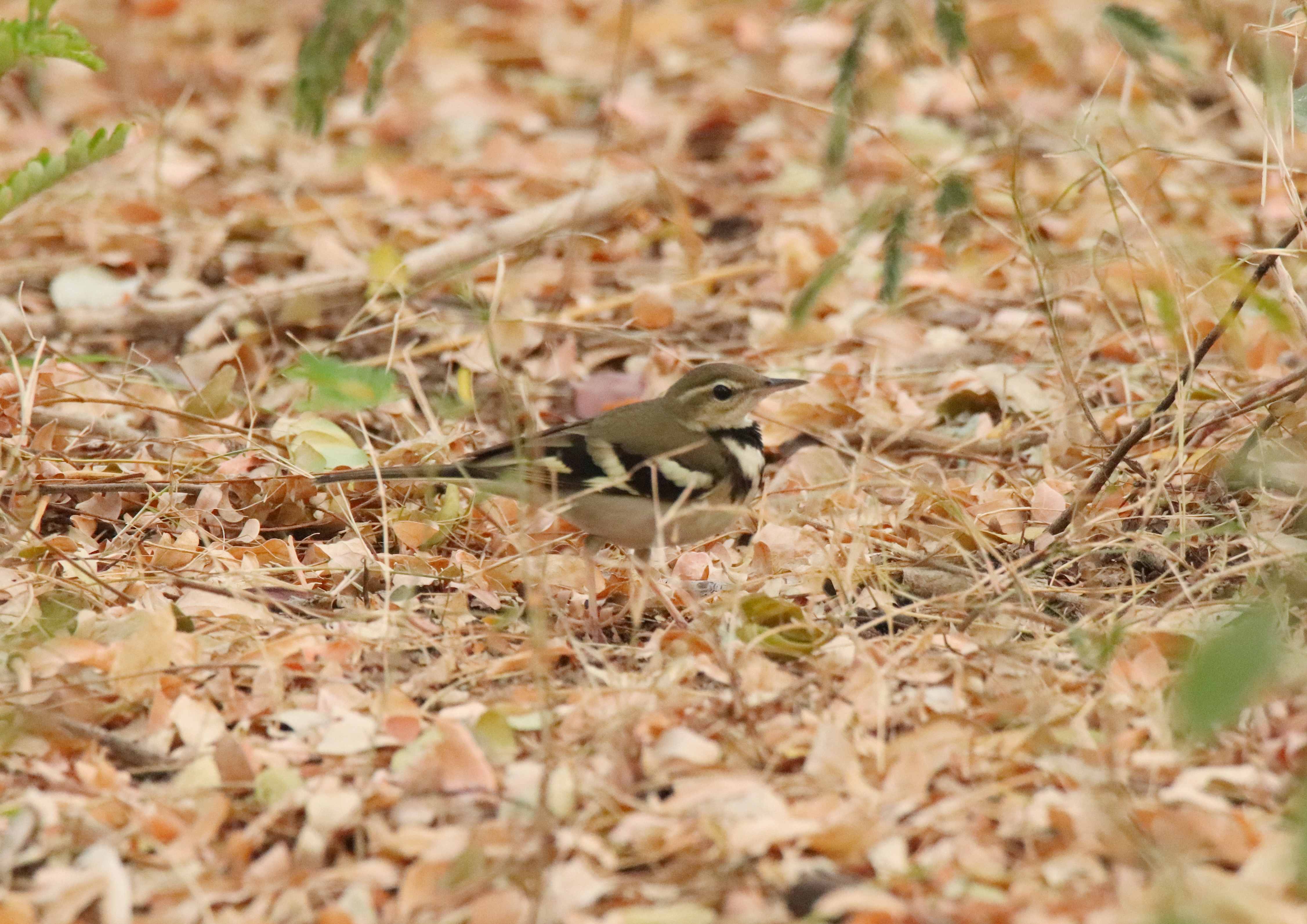 Forest Wagtail