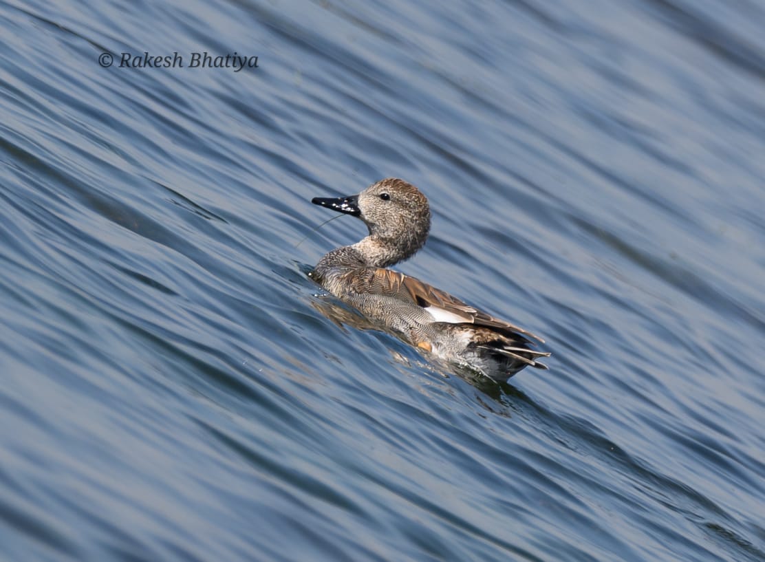 Gadwall