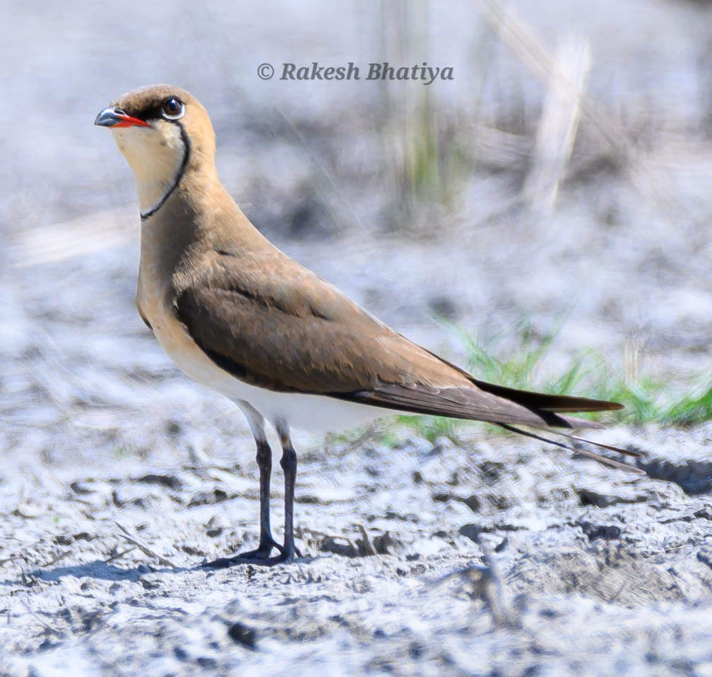 Collared Pratincole