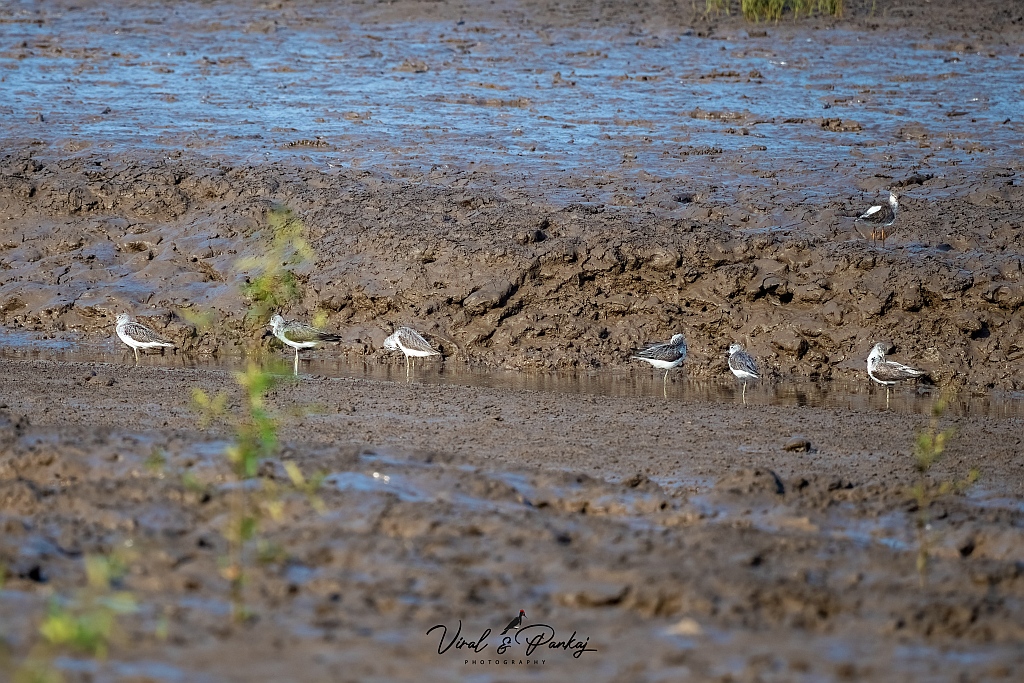 Common Greenshank