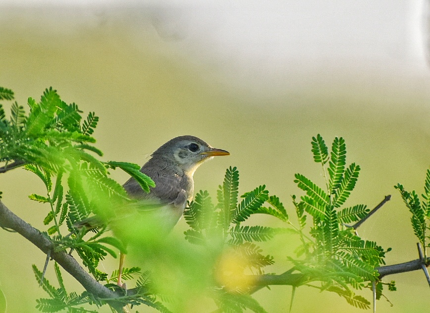 Plain Prinia