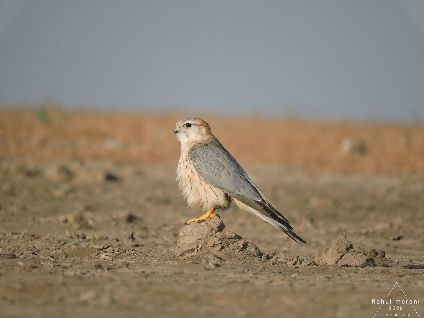 Merlin