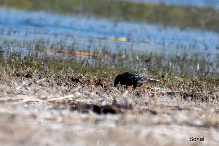 Common Starling