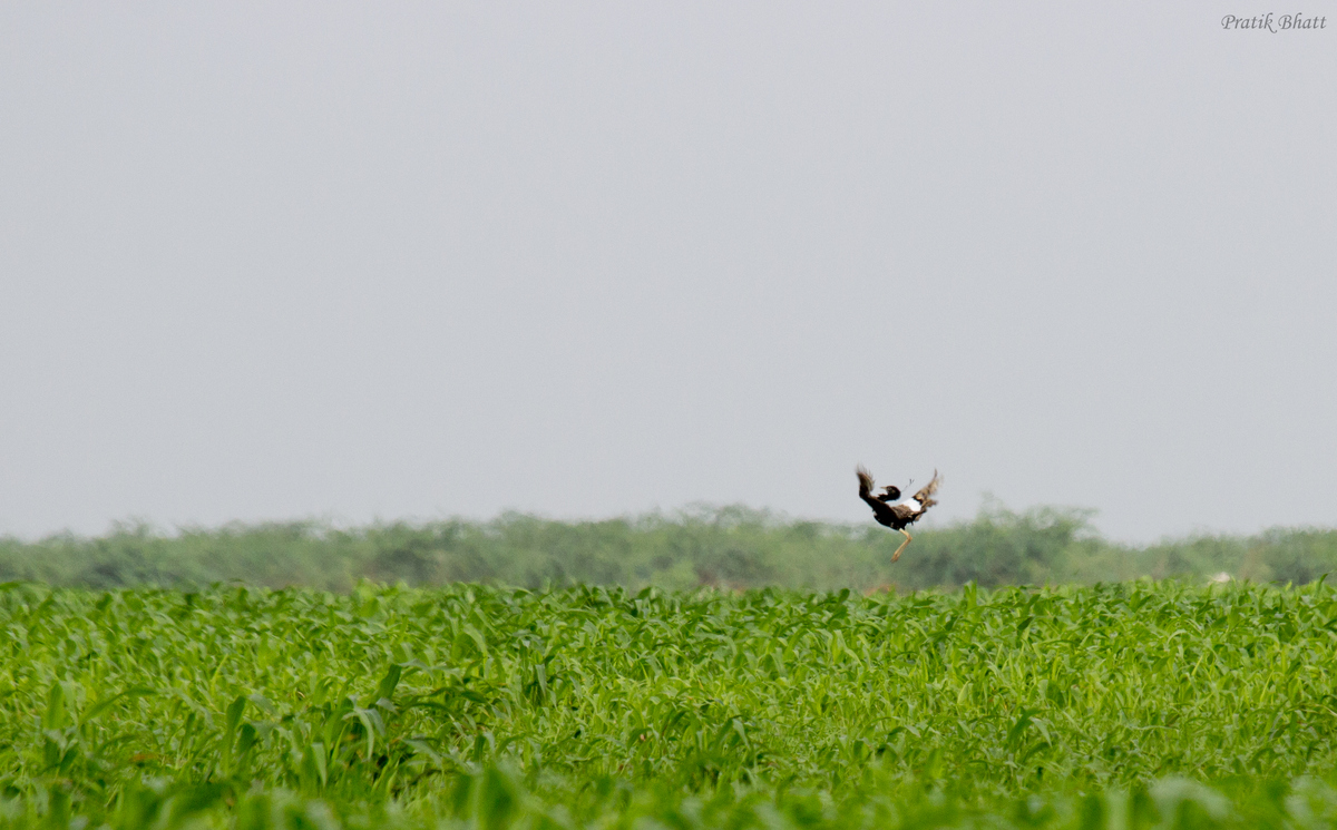 Lesser Florican