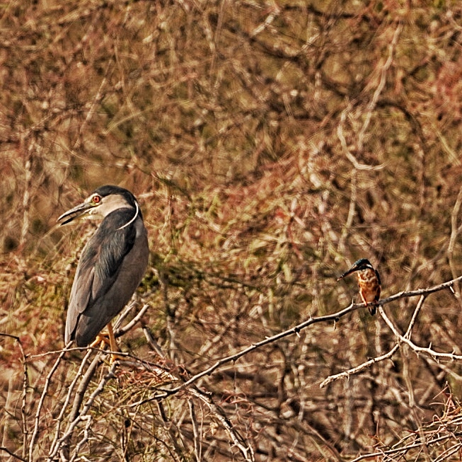 Black-crowned Night Heron