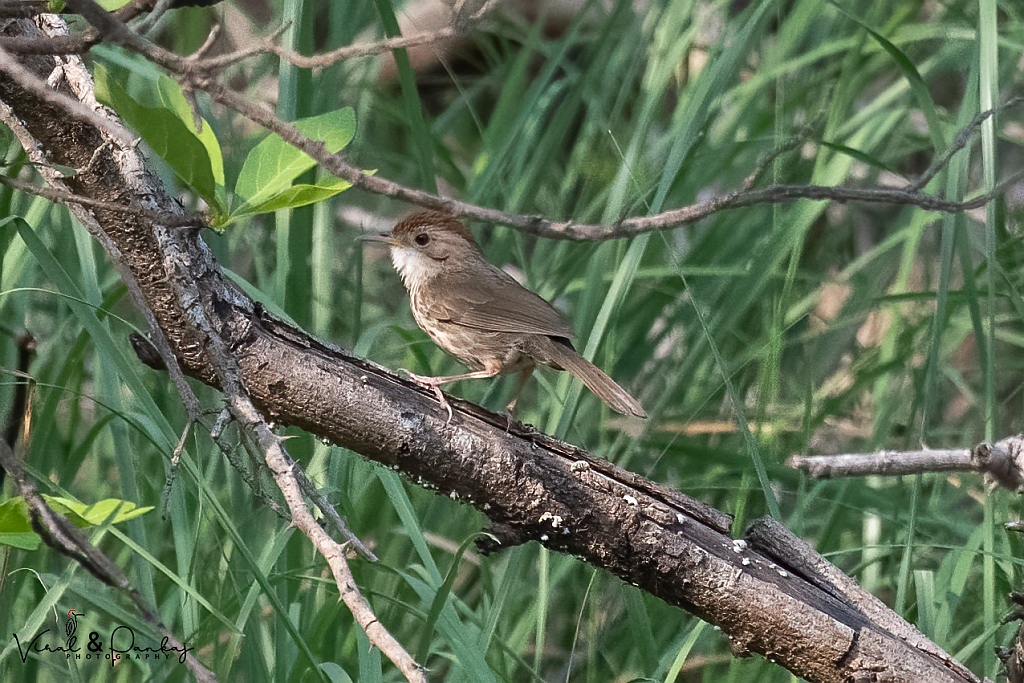 Puff-throated Babbler