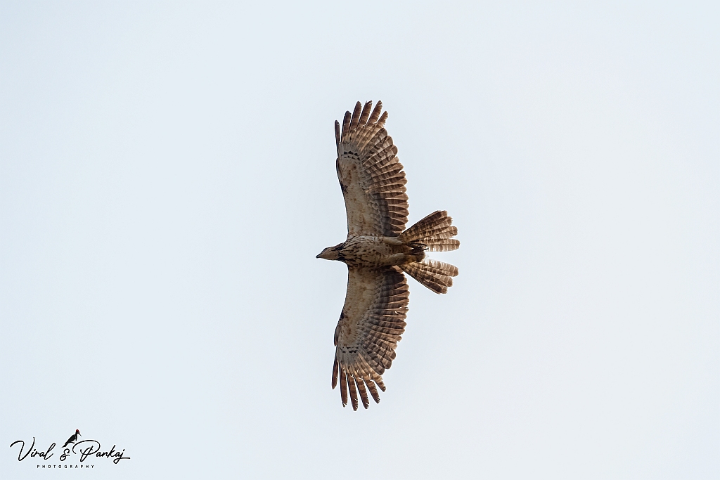 Oriental Honey-buzzard