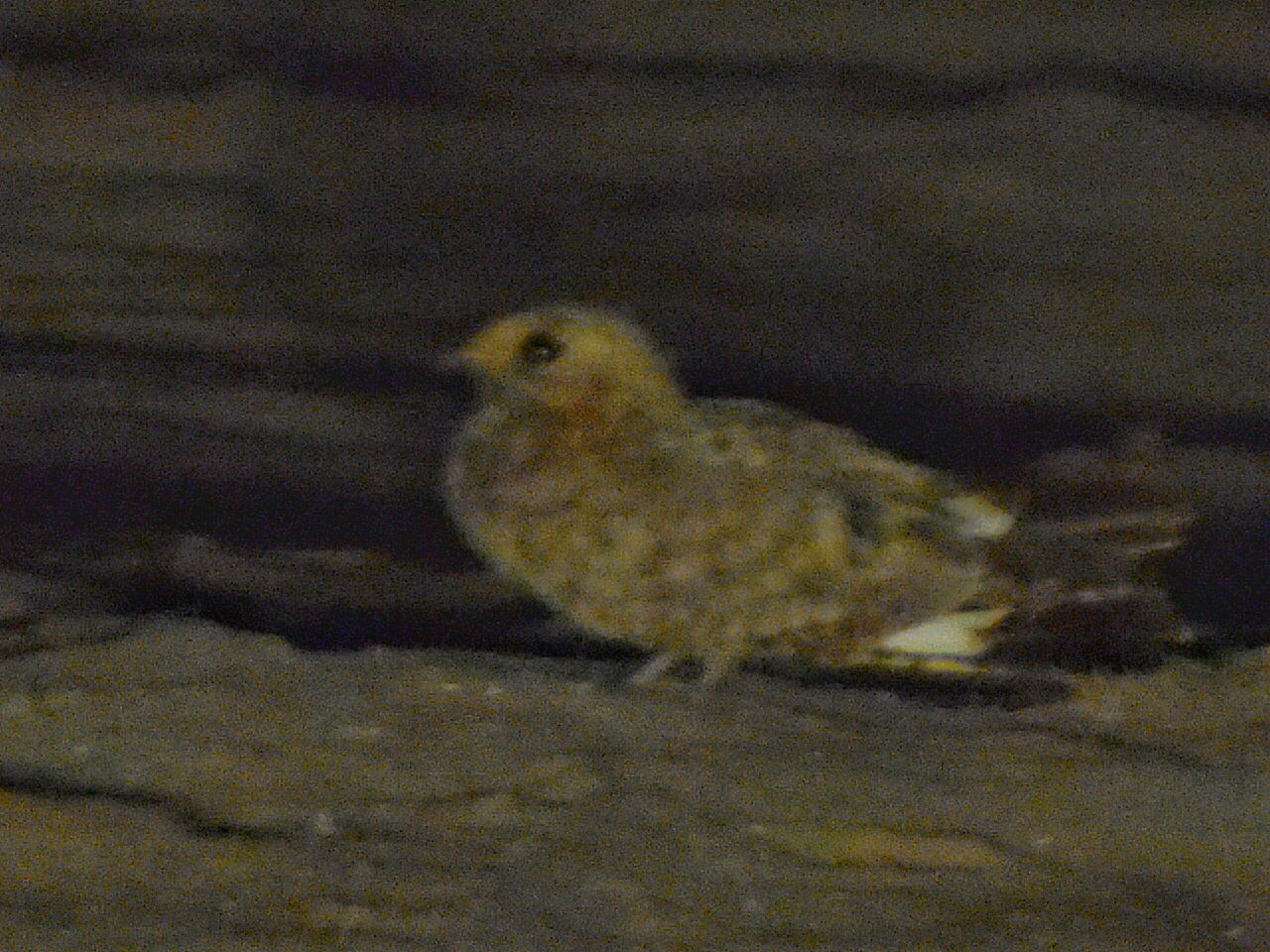 Savanna Nightjar