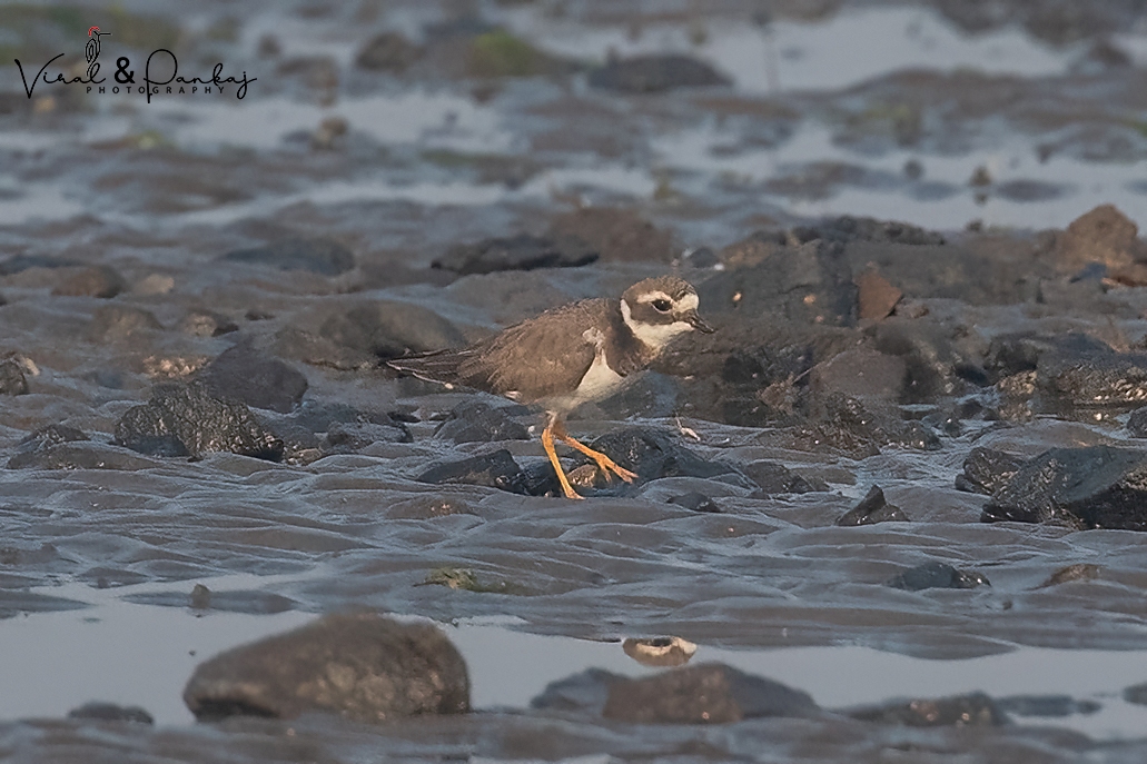 Common Ringed Plover