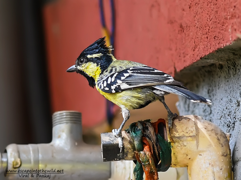 Black-lored Tit