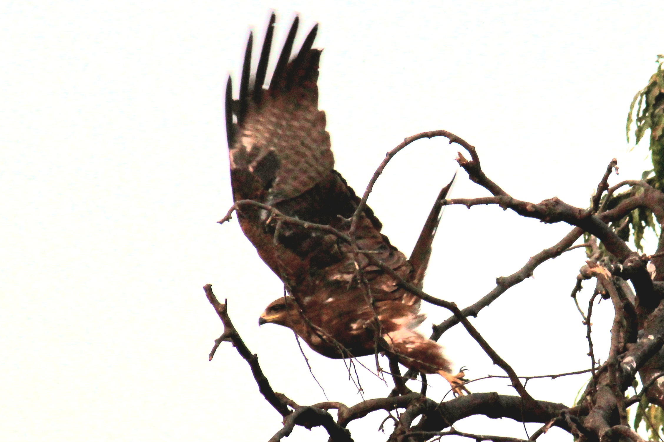 Steppe Eagle