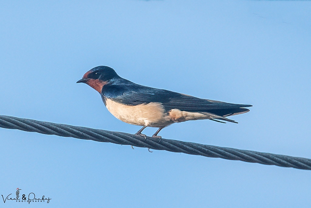 Barn Swallow