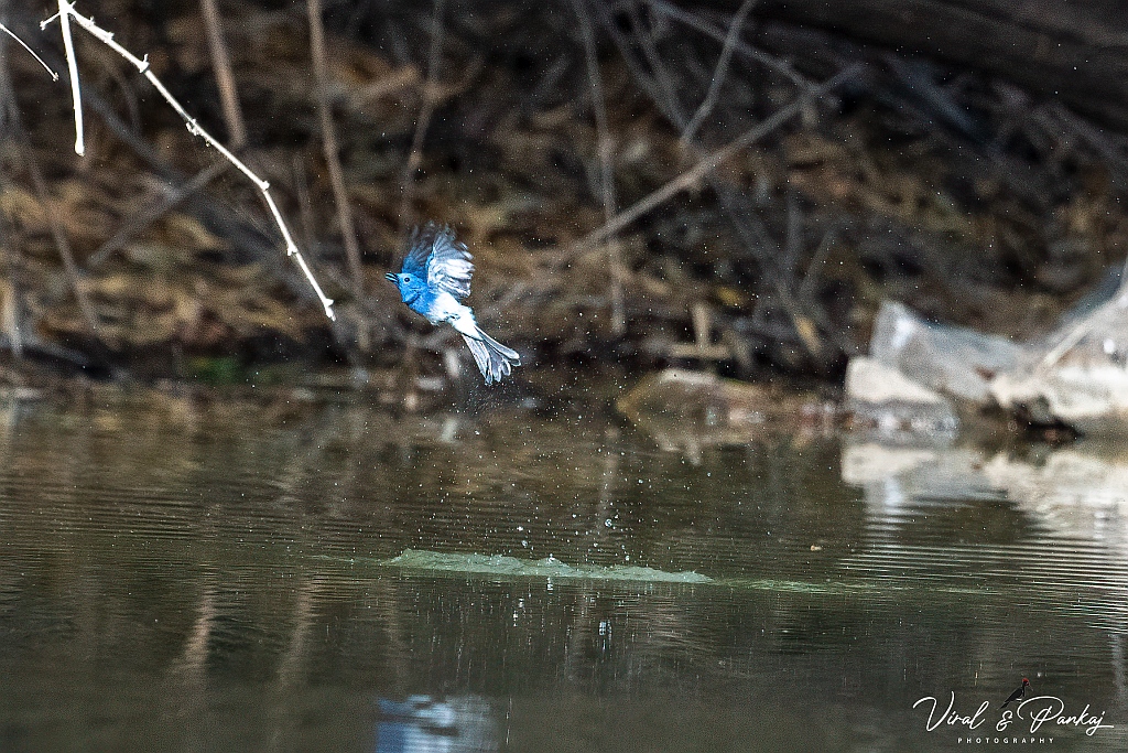 Black-naped Monarch