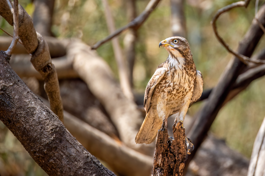 White-eyed Buzzard