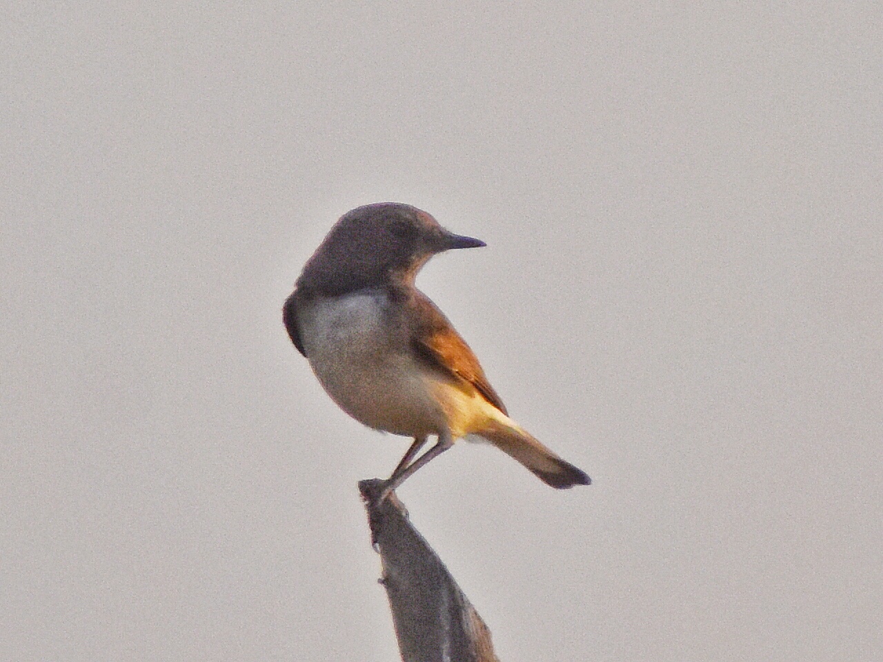 Variable Wheatear