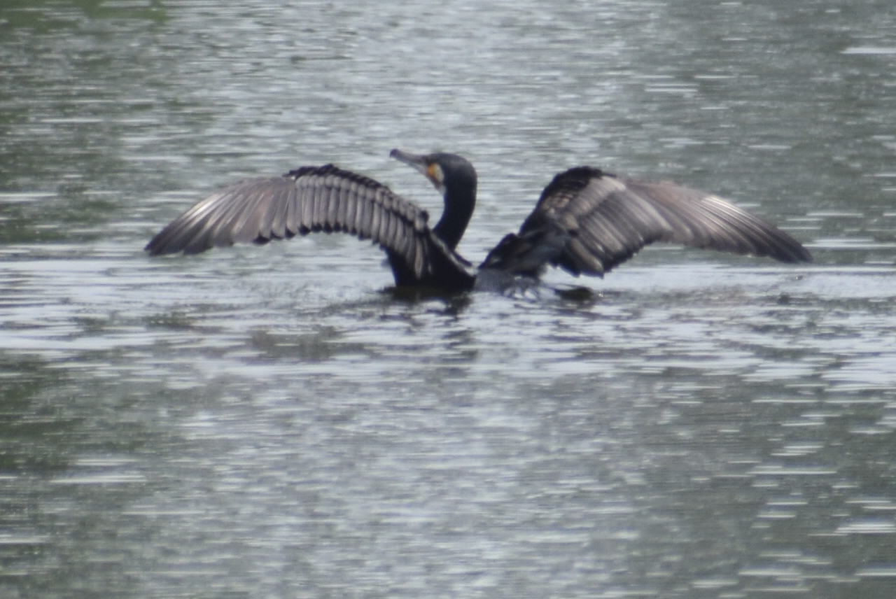 Great Cormorant