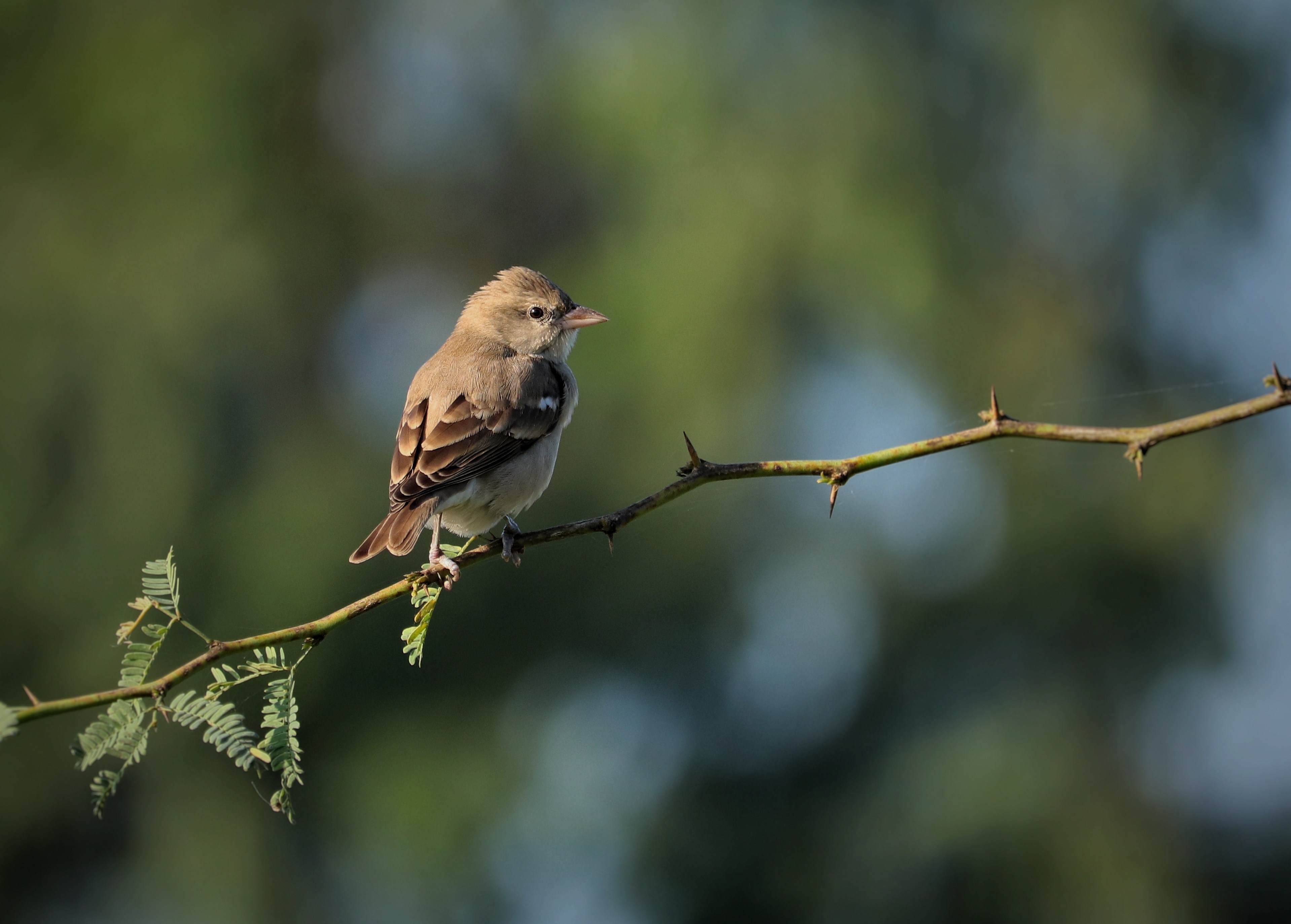 Chestnut-shouldered Petronia