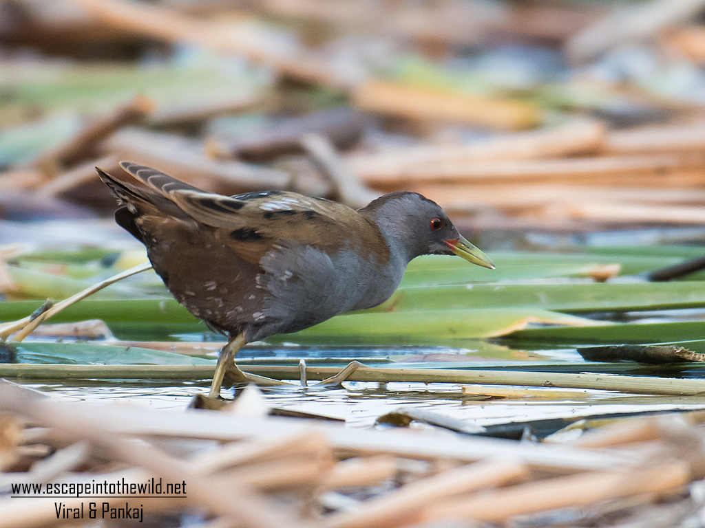 Little Crake 