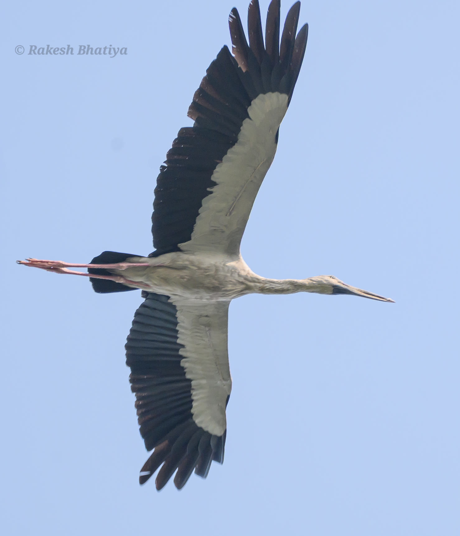 Asian Openbill