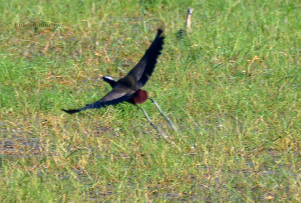 Bronze-winged Jacana