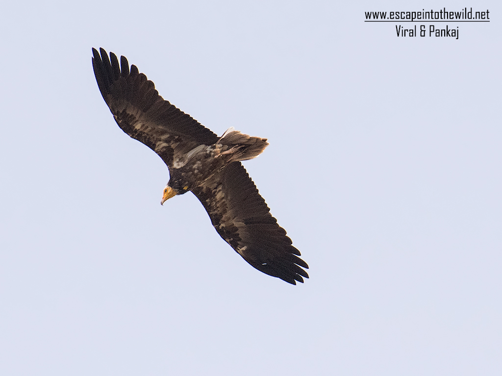 Egyptian Vulture