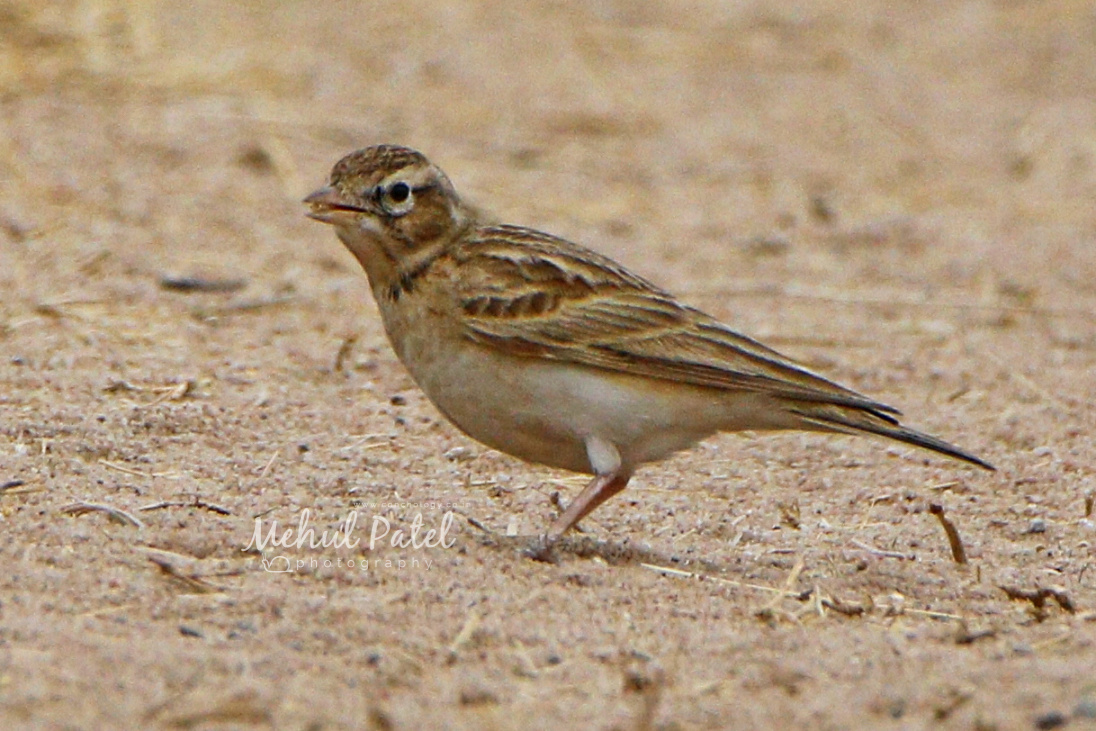 Greater Short-toed Lark