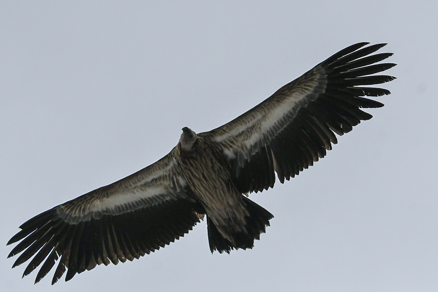 Himalayan Griffon