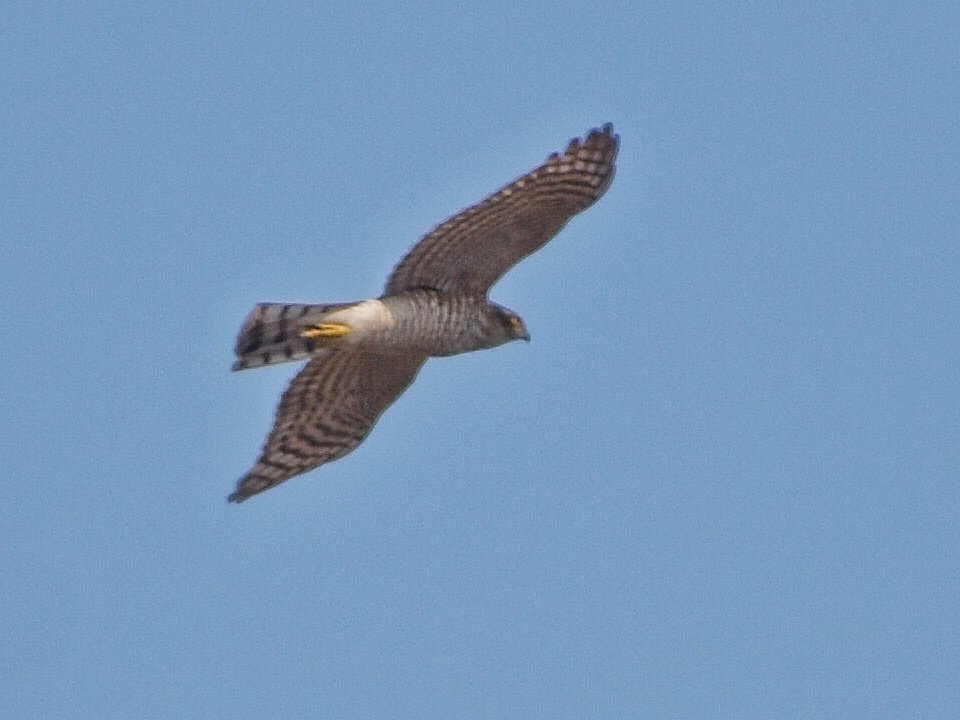 Eurasian Sparrowhawk