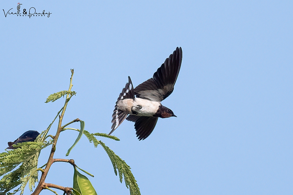 Barn Swallow