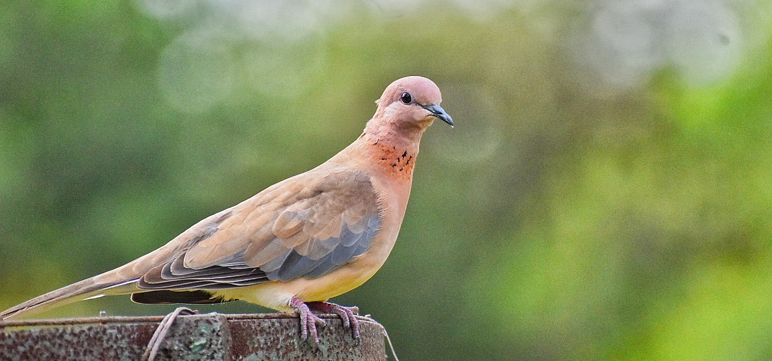 Laughing Dove