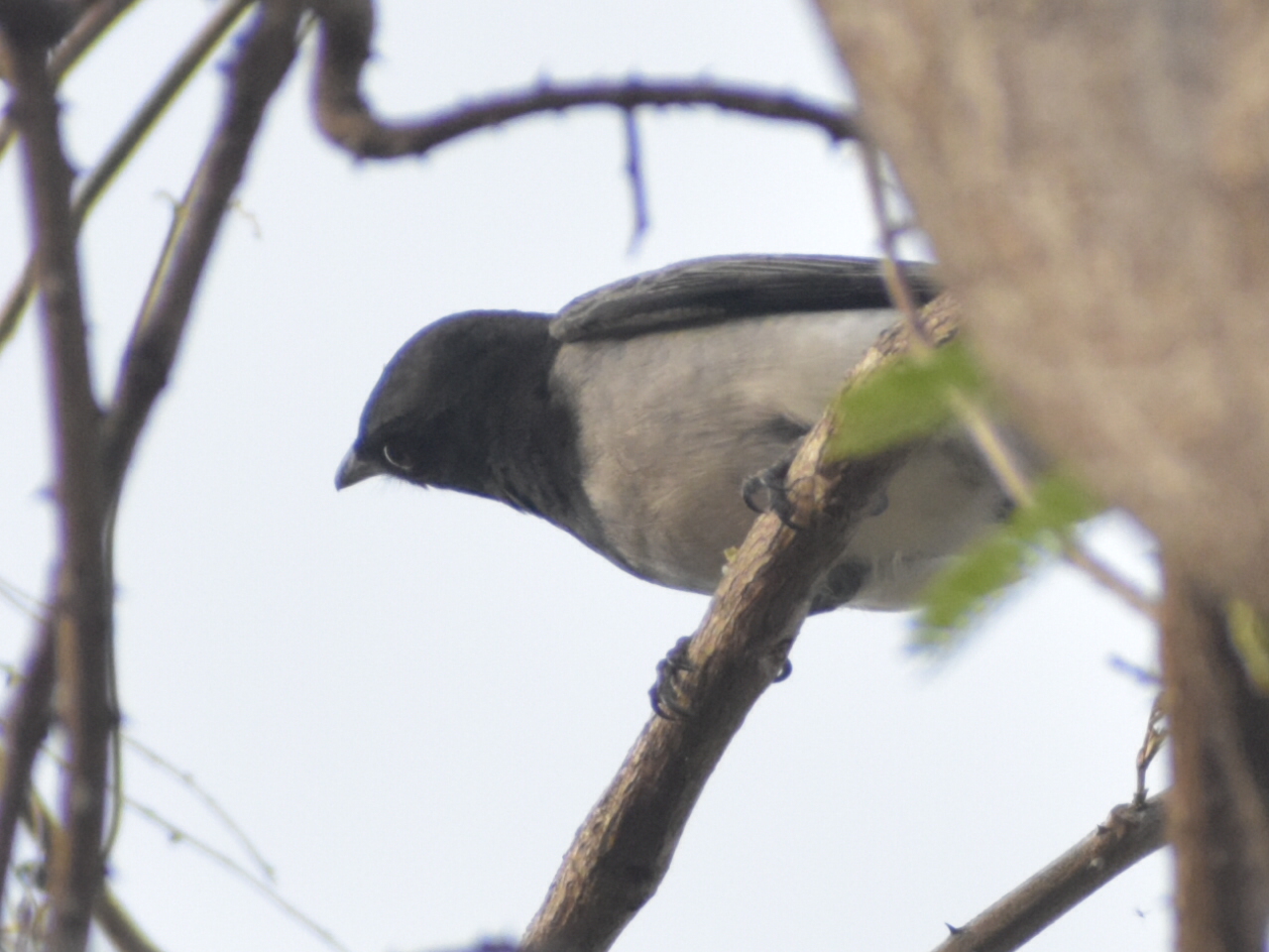 Black-headed Cuckooshrike