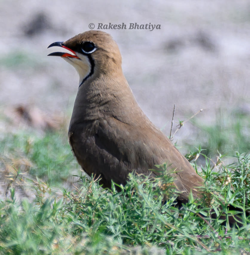 Collared Pratincole
