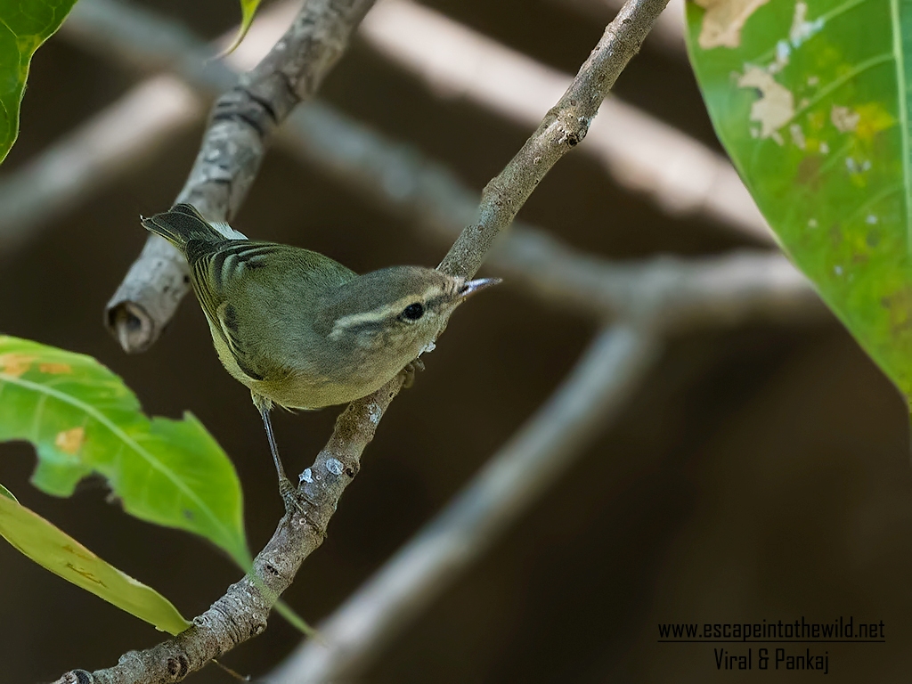Hume's Leaf Warbler